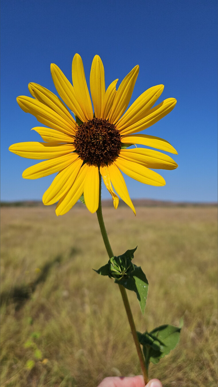 InnocentAspen cover image