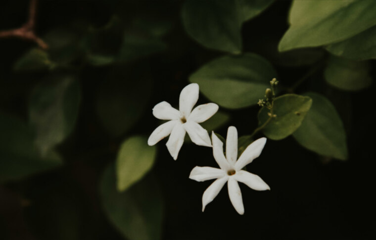 Inocencia Oculta cover image
