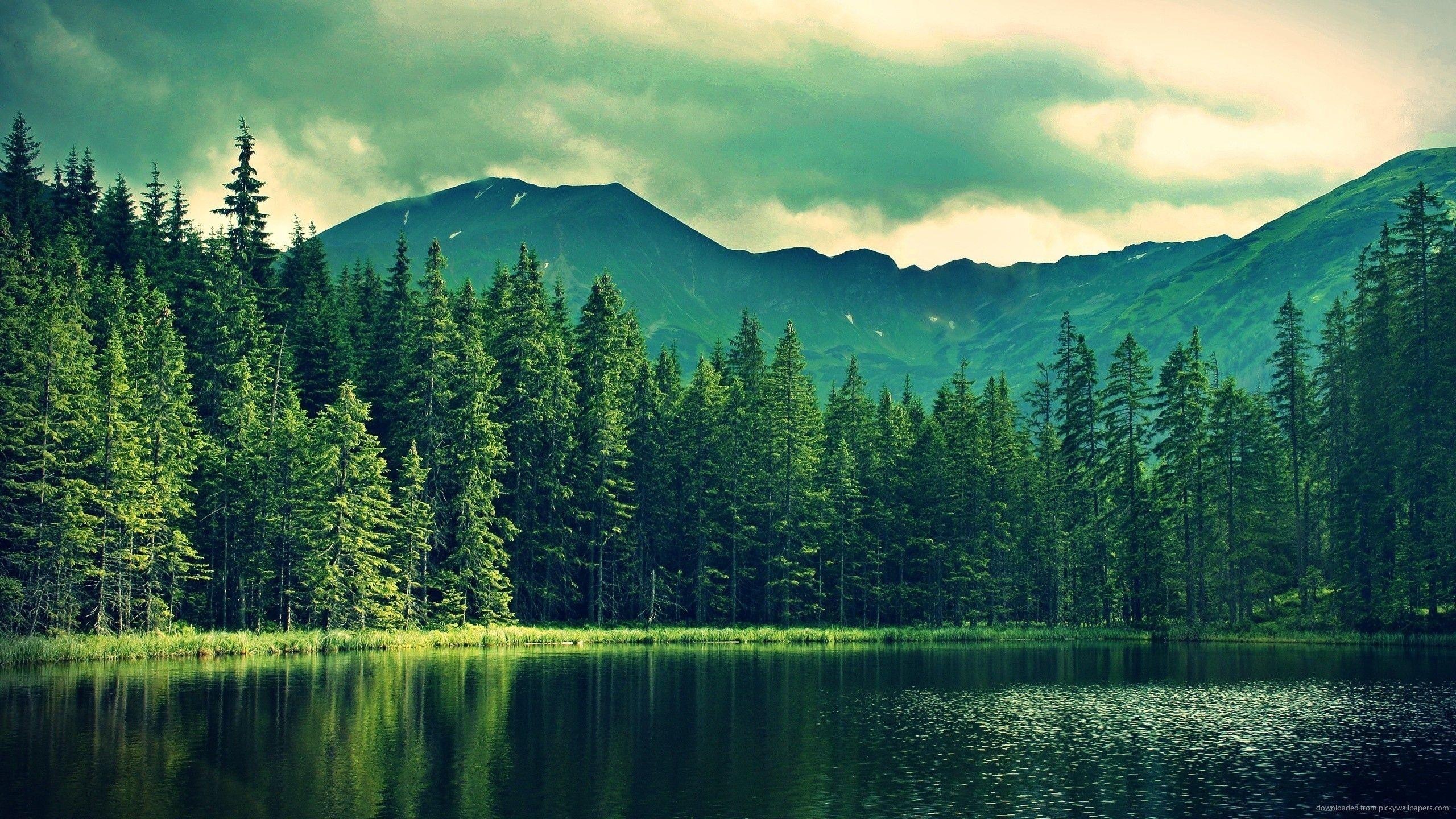 Forrest π³ banner image