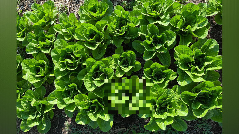 xnakedgardenerx cover image