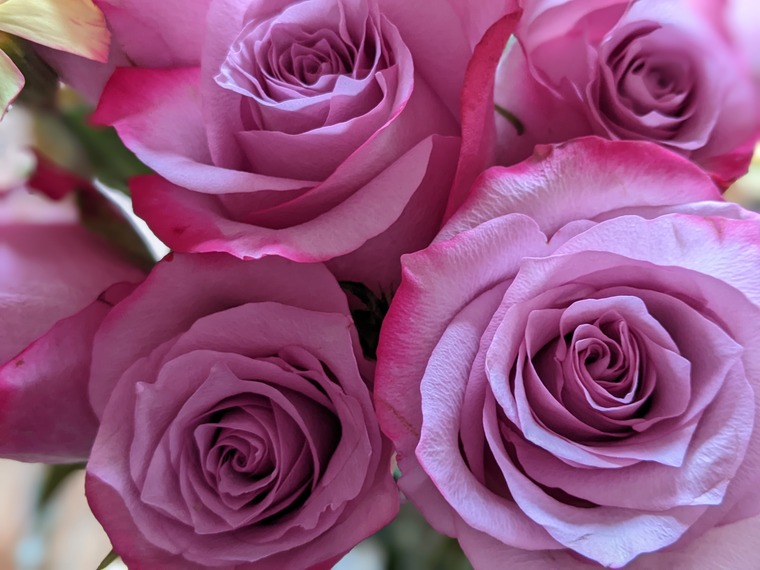 Rose cover image