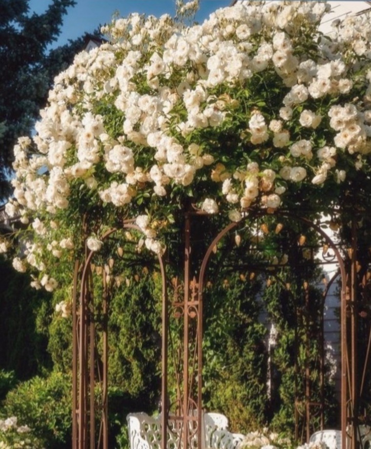 IntoTheRoseGarden cover image