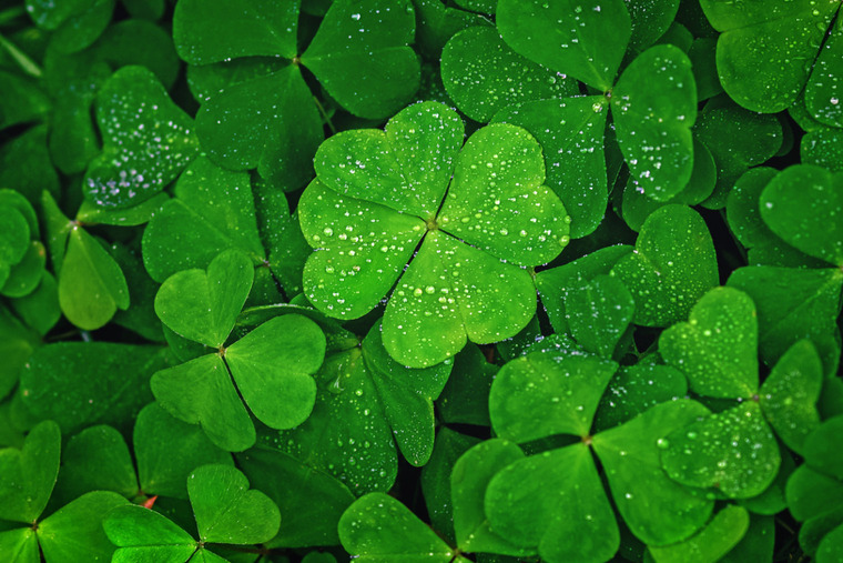 IrishBoy cover image