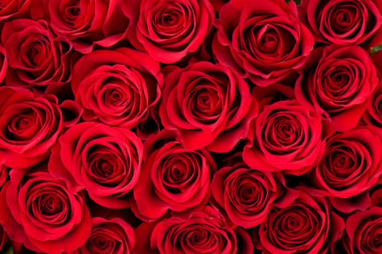 Isabella Lee banner image