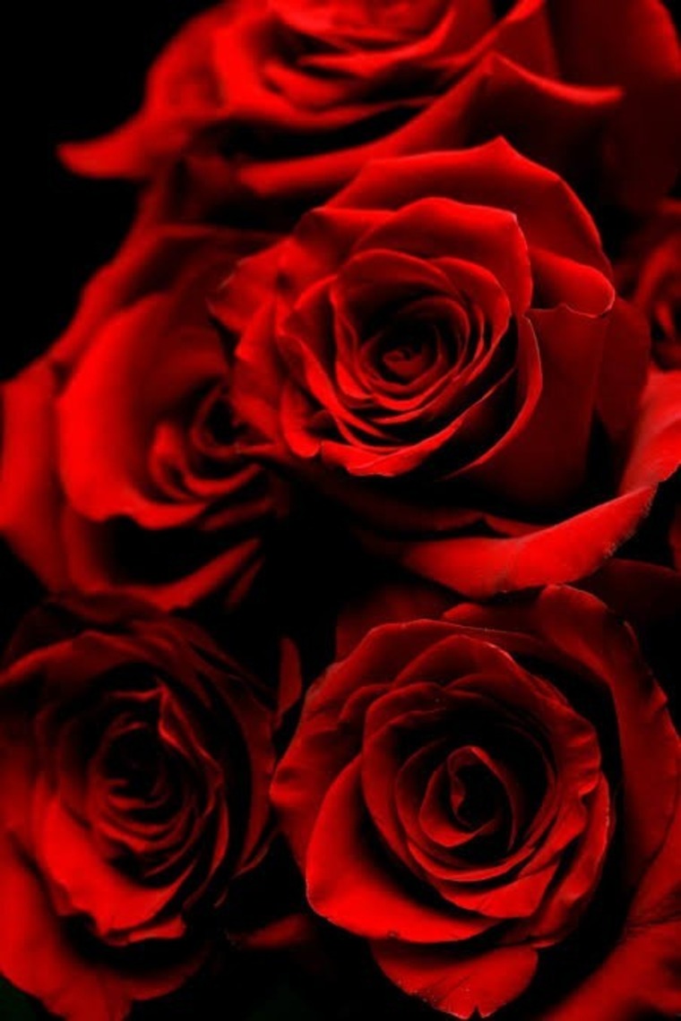 Isabella banner image