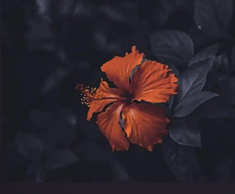 K’Lani 🌺 banner image