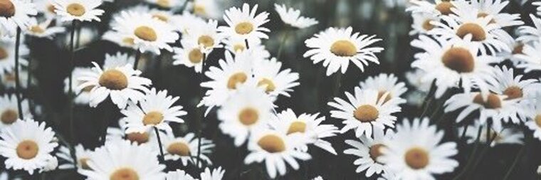 daisy 🌼 cover image