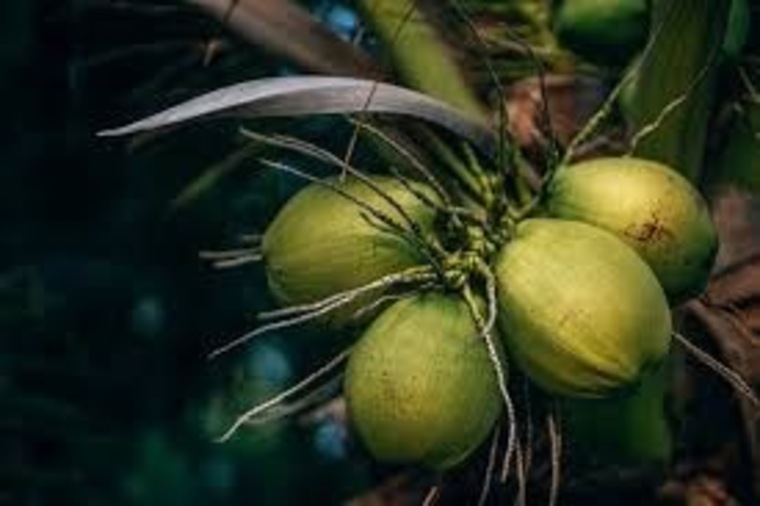 Coconut Bae banner image