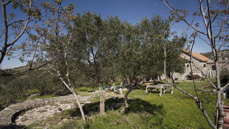 Croatian dream and Dalmatian green gold cover image