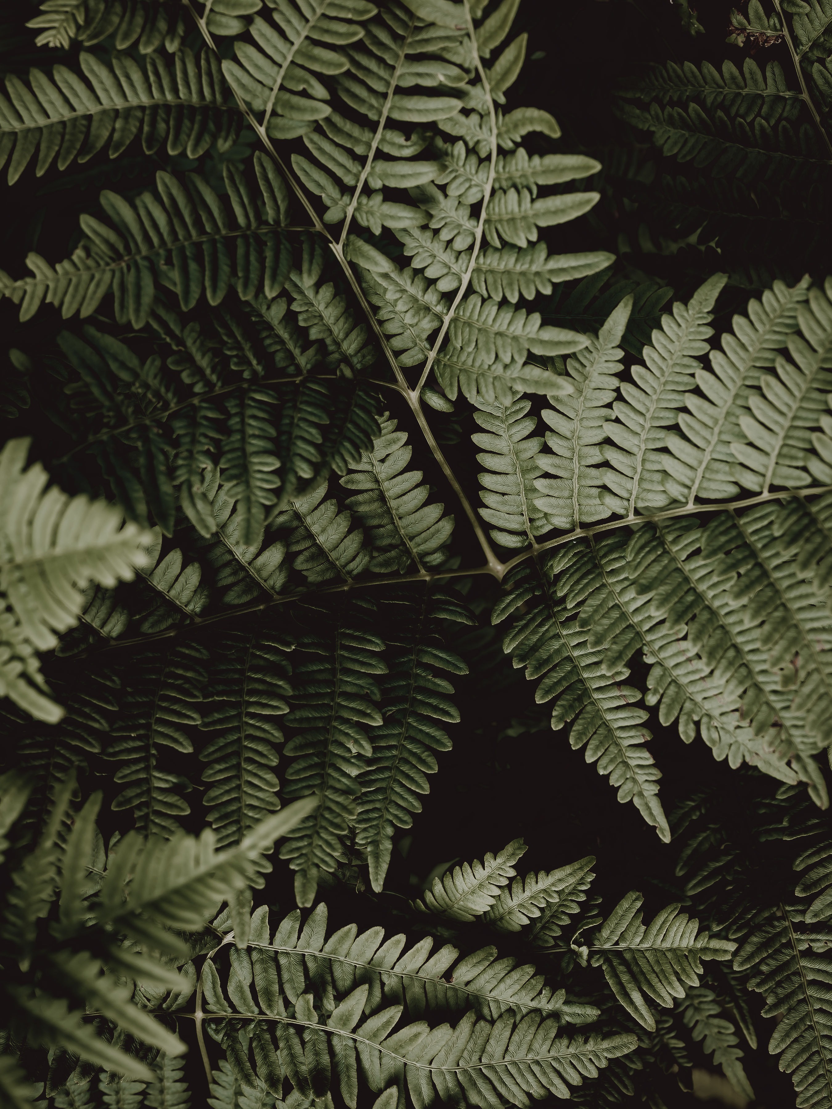 Eric Ivarsson banner image