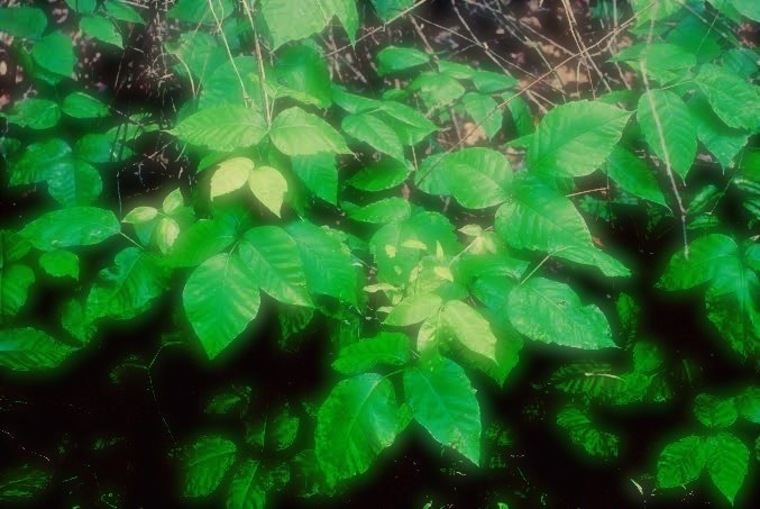 Ivy_poisoned cover image