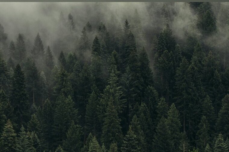 Ivy ♡ Free Account banner image