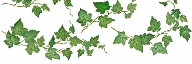 Ivy de la Courte cover image