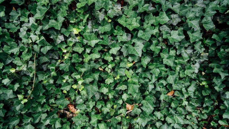 Ivy Dreamland cover image