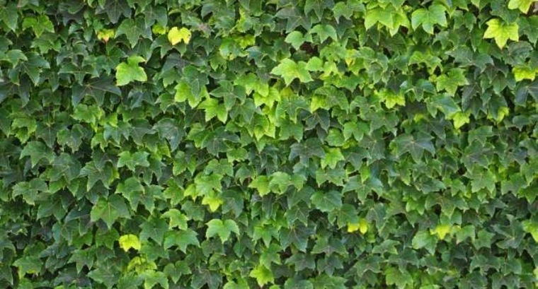 Ivy banner image