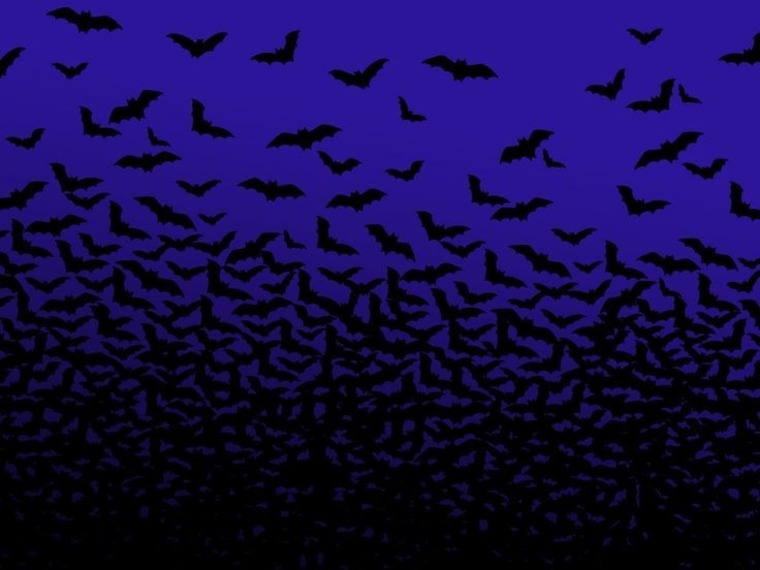 Ivy banner image