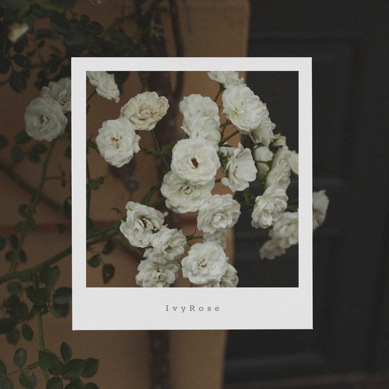 Ivy Rose cover image