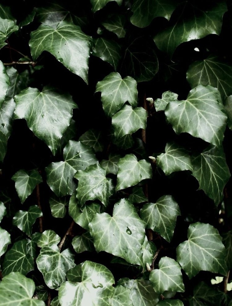 IvyLee cover image