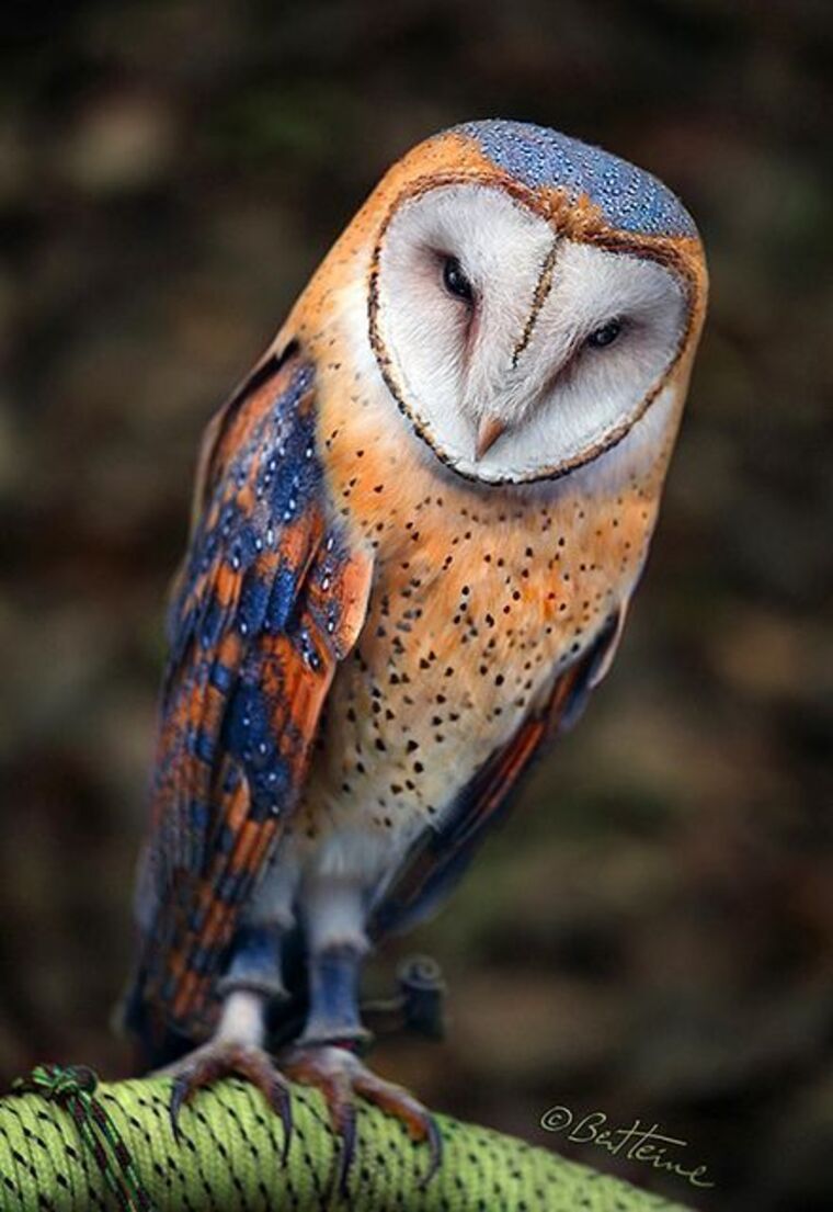 Hootie&amp;Mrs.Hootie cover image