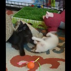 Jack and the Kittens avatar