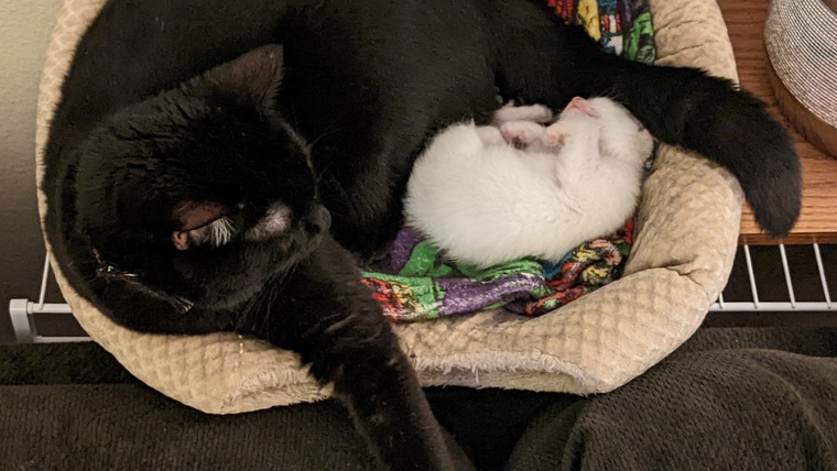 Jack and the Kittens cover image