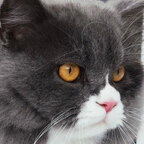 JackTheTomCat 😸 avatar