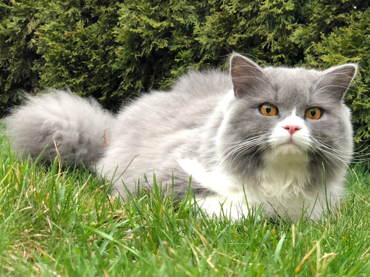 JackTheTomCat 😸 cover image