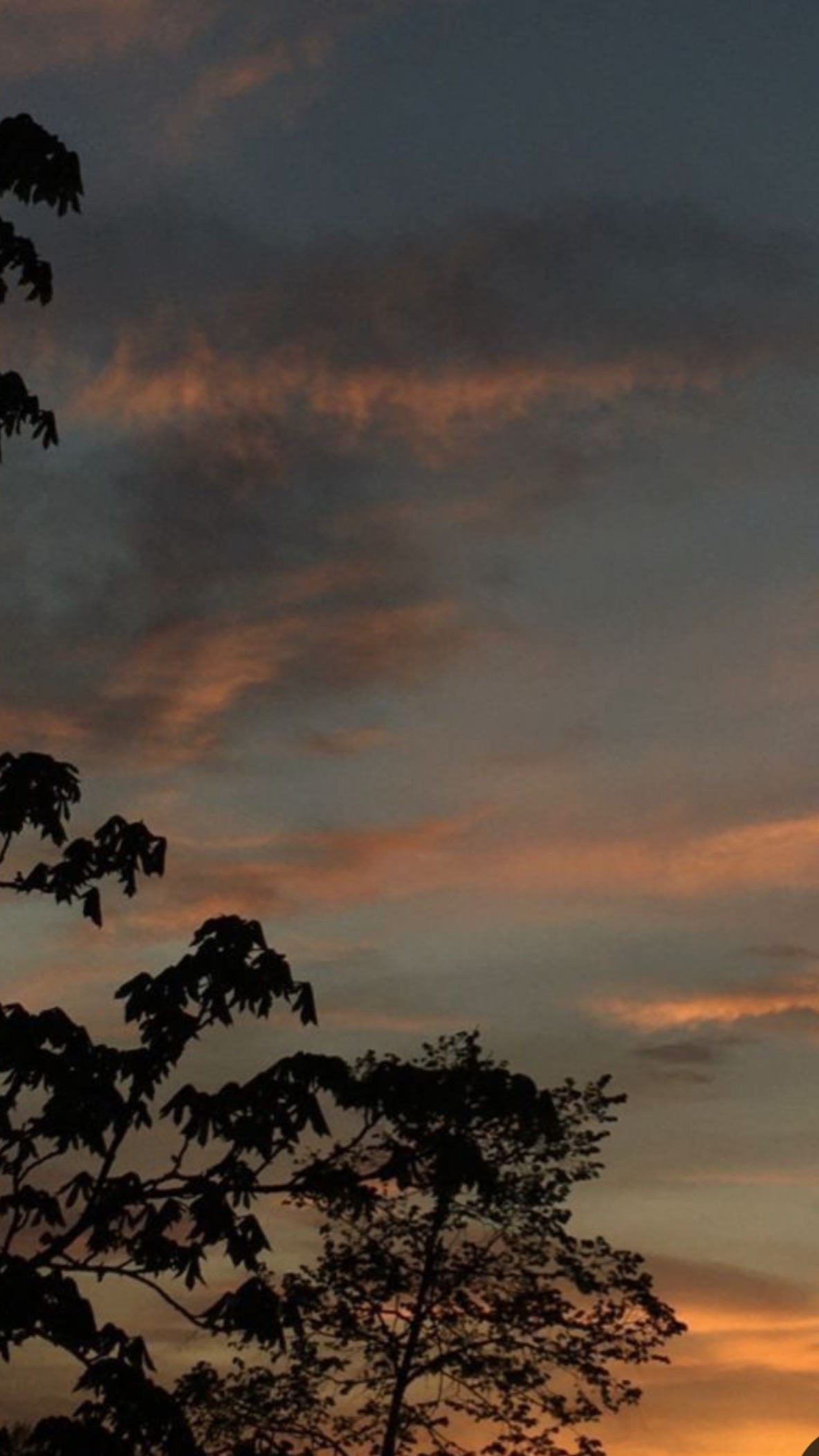 Jancy banner image