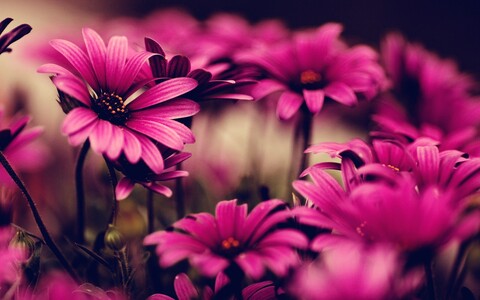Jasmine cover image