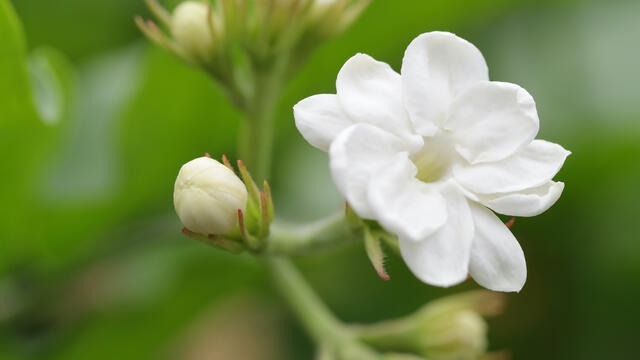 Jasmine banner image