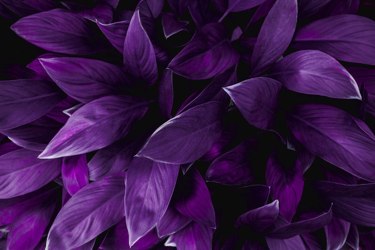 jaydreamerbb banner image
