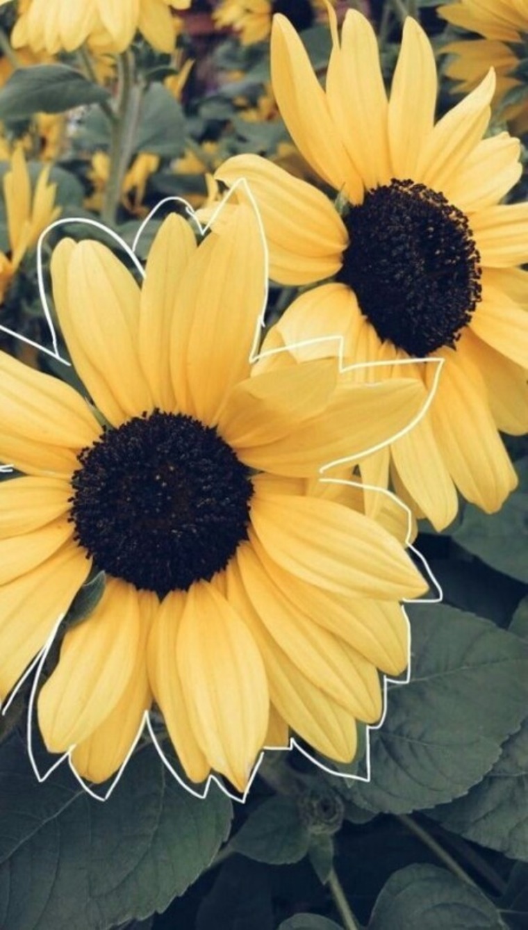 Jazmin banner image