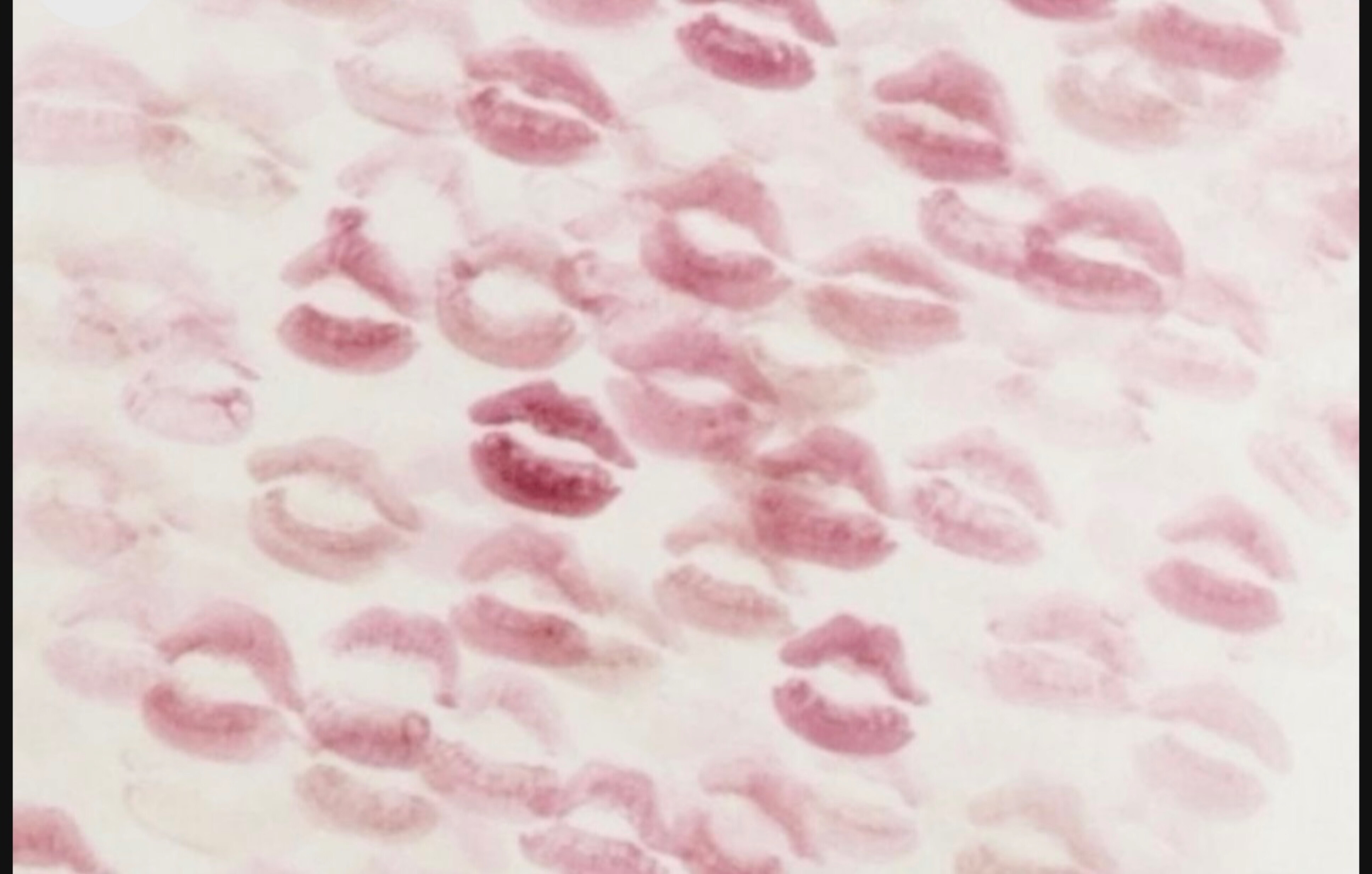 Jasmin banner image