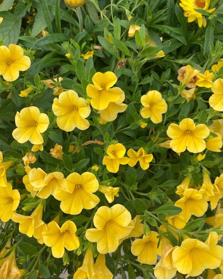 Jas banner image
