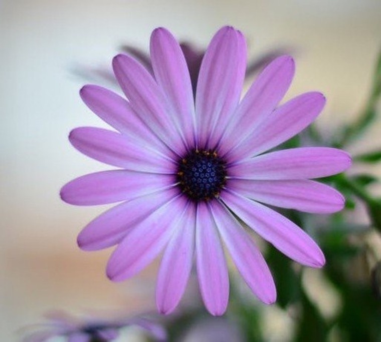 JazzyLove cover image
