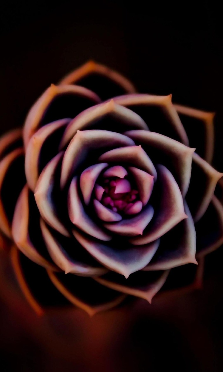 Jdownlo cover image