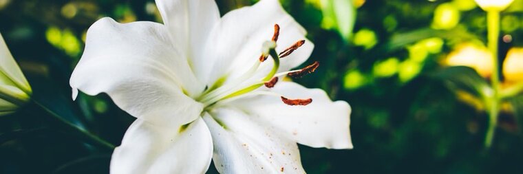 Jenaé cover image