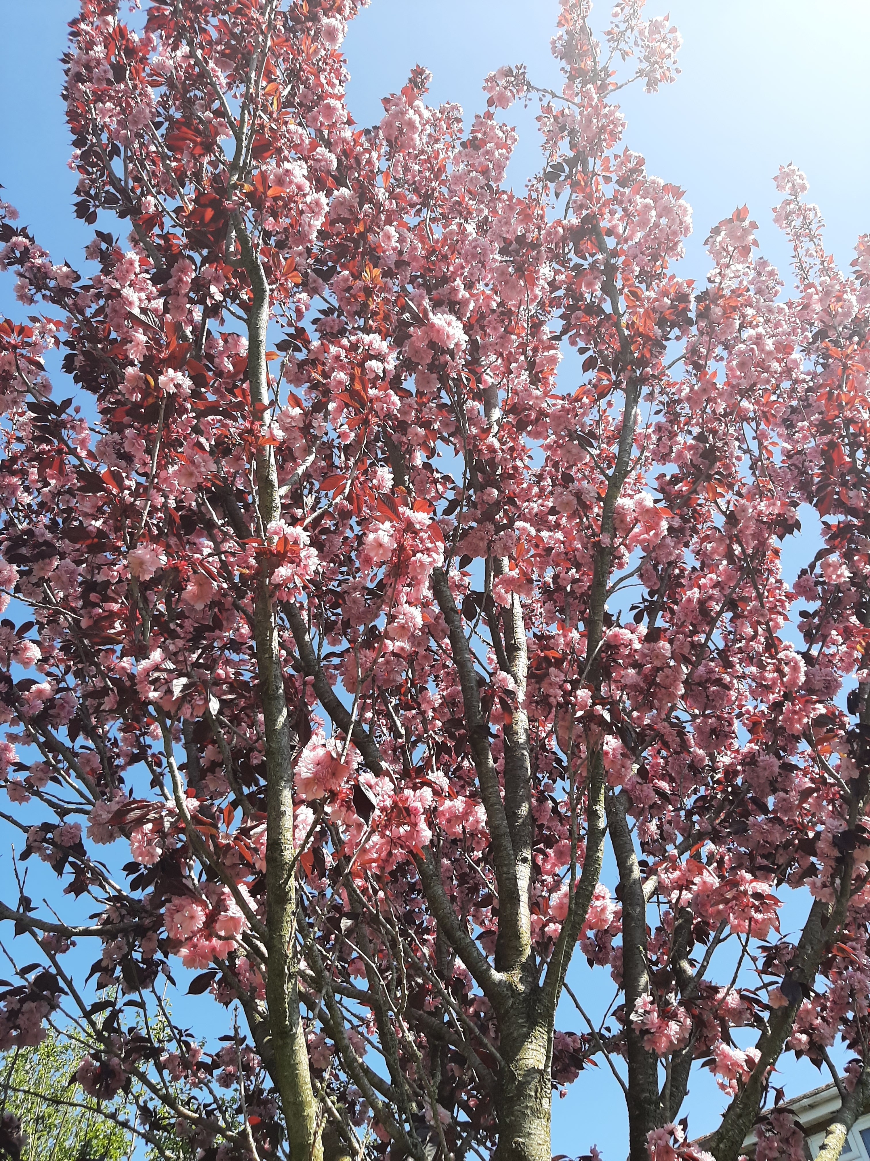 JetEmerald banner image