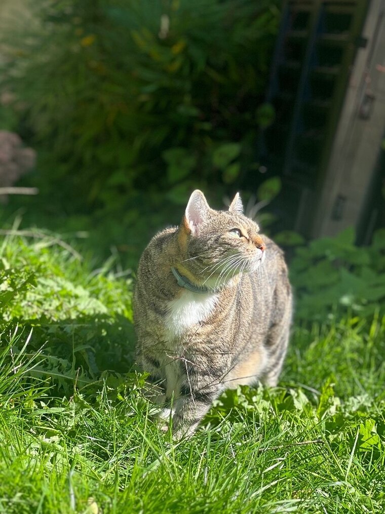 Jiji_The_Cat cover image
