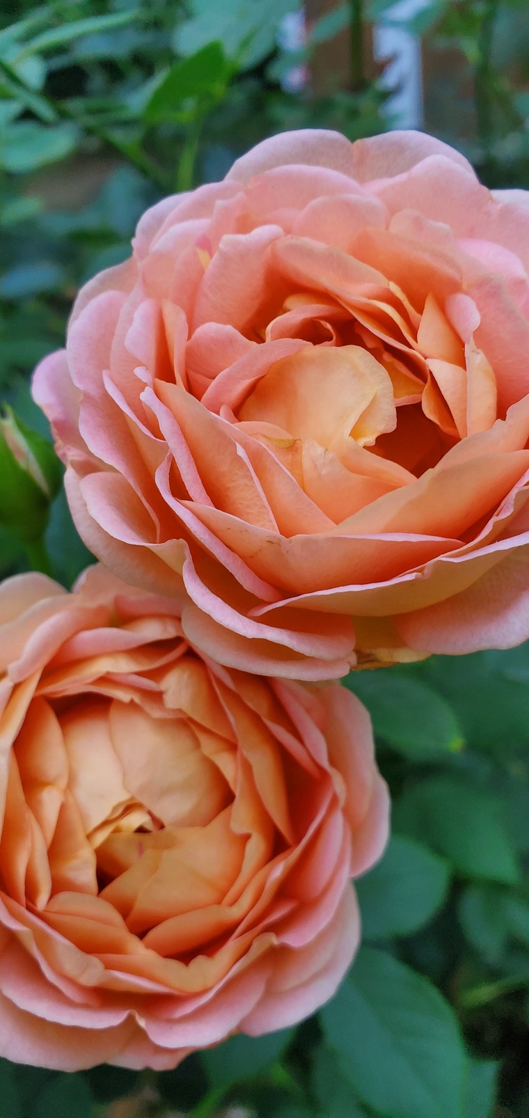 JoAnna82 cover image