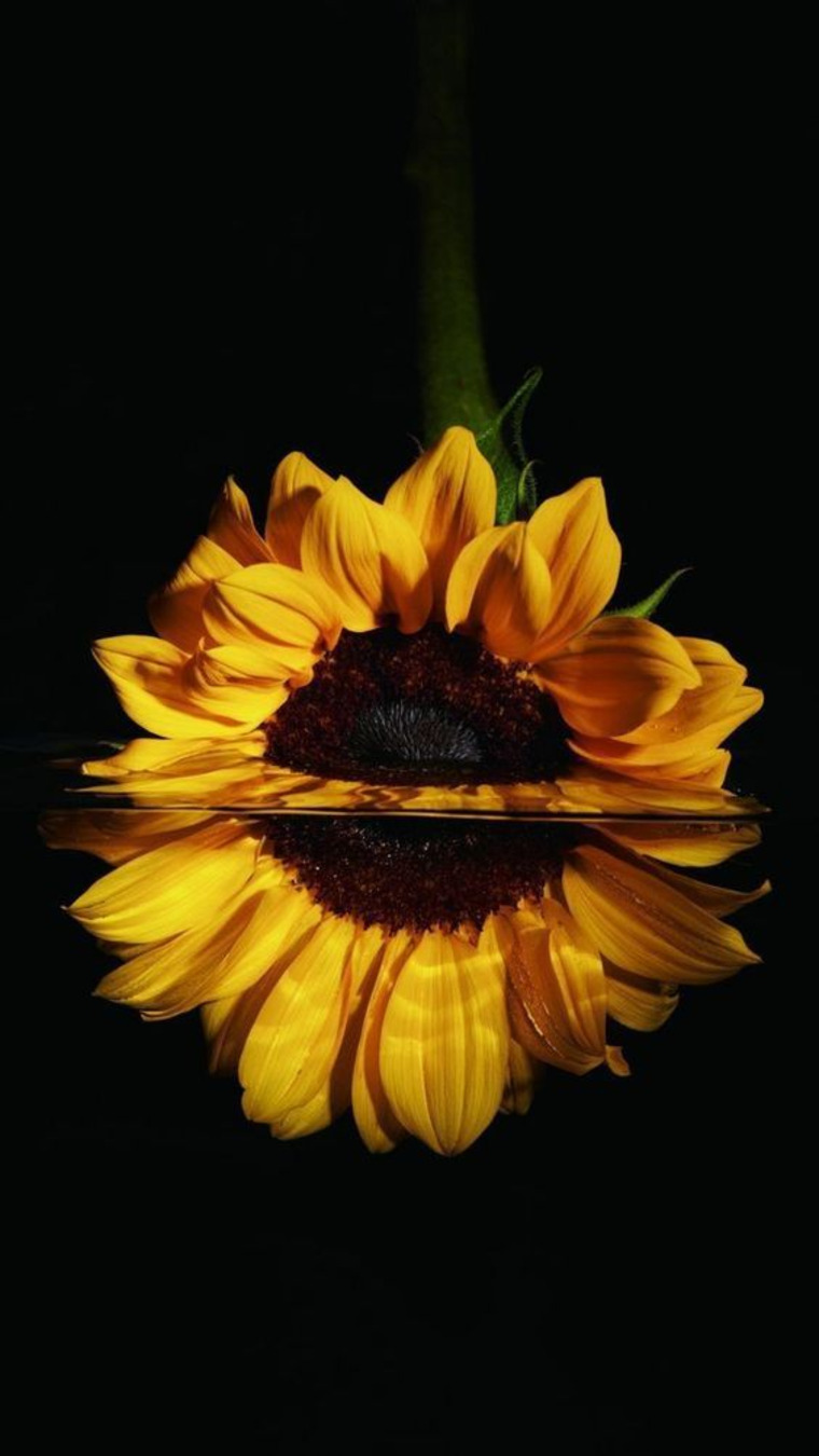 Jolena Chavez cover image