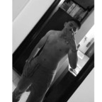 JRaivenG avatar