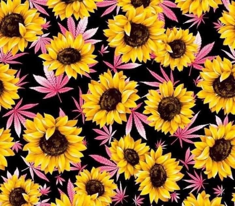 Jay cover image