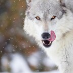 HungryLikeTheWolf avatar
