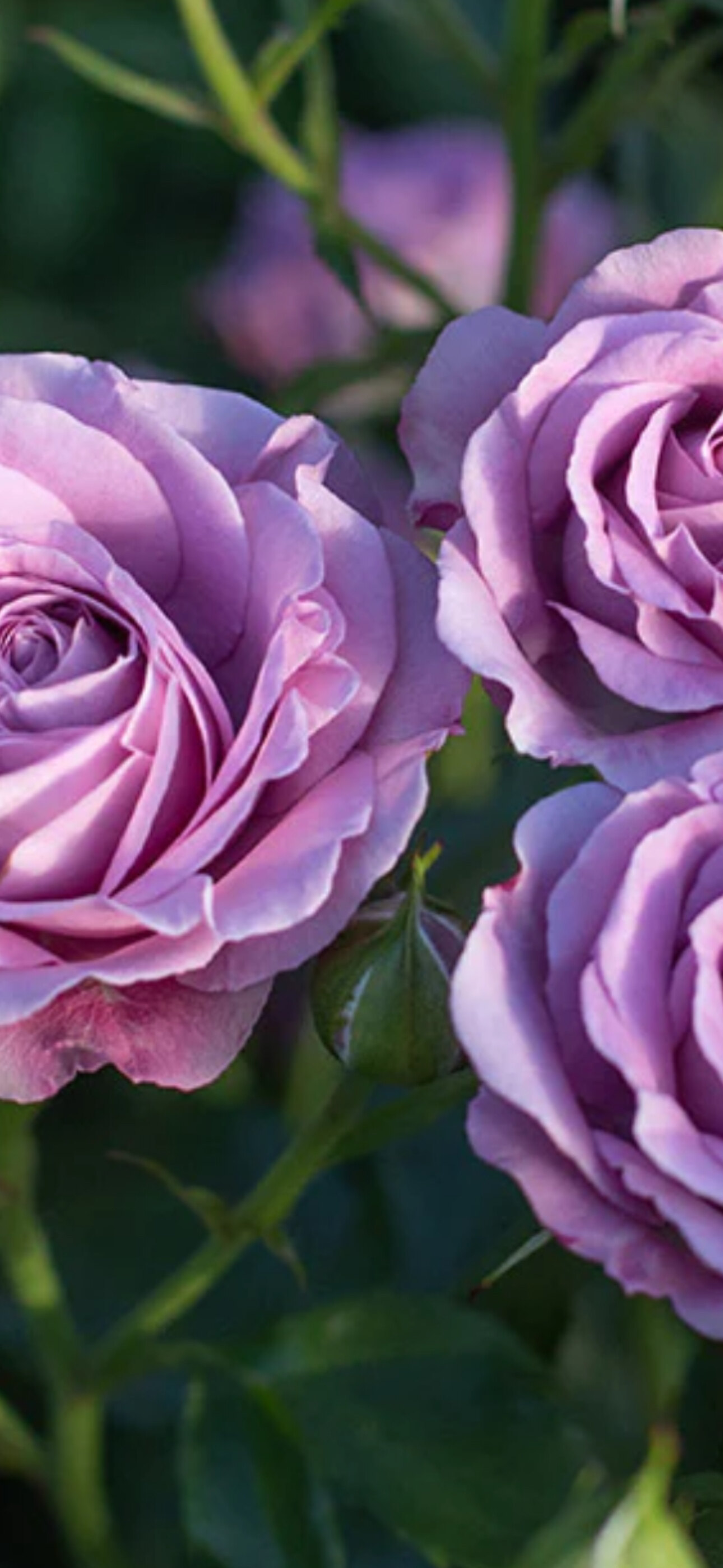JUICYROSE banner image