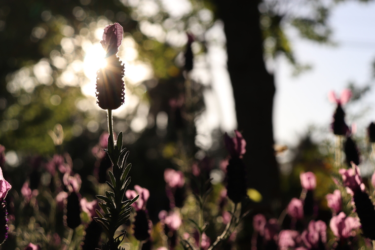 Juliet Fleur cover image