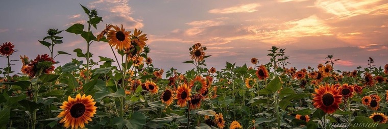 Julieth π banner image