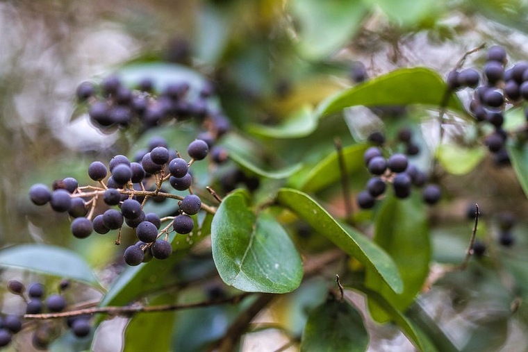 Jungle Berries cover image