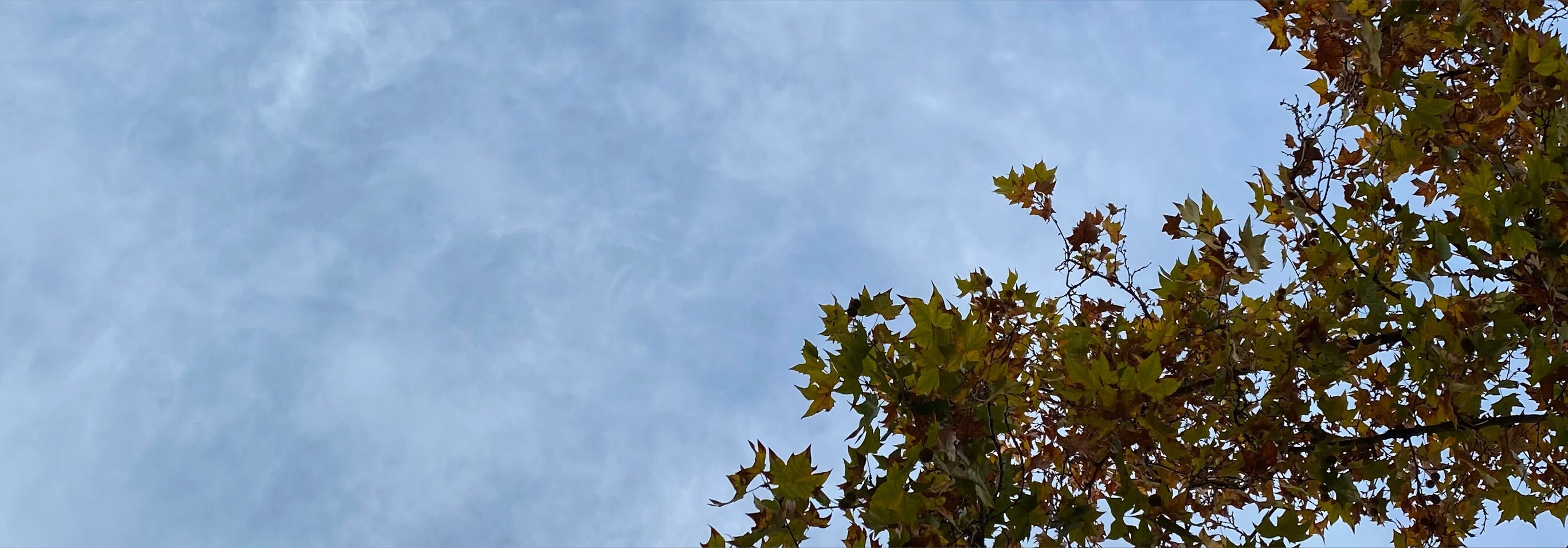 Just Blu banner image