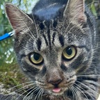 Ares avatar